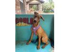 Adopt Ed a Brown/Chocolate Rhodesian Ridgeback dog in Lafayette, CO (40899416)