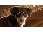 Adopt Brownie a Brown/Chocolate German Pinscher / Terrier (Unknown Type