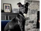 Adopt Tex (Fostered in Elkhorn) a Black - with White Blue Heeler dog in