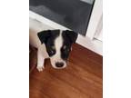 Adopt Lexi a White - with Black American Pit Bull Terrier / Mixed dog in Wichita