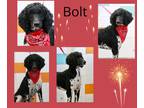Adopt Bolt a Black - with White Poodle (Standard) / Mixed dog in E Wenatchee