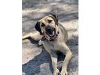 Adopt Peeta a Black Mouth Cur / Mixed dog in WAYNESVILLE, GA (40715455)