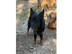 Adopt Taboo a Belgian Shepherd / Australian Shepherd / Mixed dog in WAYNESVILLE