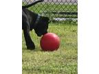Adopt DIESEL a Black - with Brown, Red, Golden, Orange or Chestnut Presa Canario