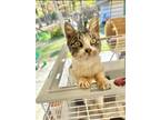 Adopt Twinkles a Brown Tabby Domestic Shorthair / Mixed (short coat) cat in