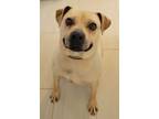 Adopt BUBBA a Boxer / Mixed Breed (Medium) / Mixed dog in Hagerstown