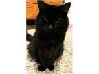 Halley Domestic Longhair Kitten Female