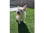Adopt Elvis a White Westie, West Highland White Terrier / Mixed dog in Studio