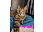 Adopt Houdini a Tiger Striped Bengal (short coat) cat in Acton, CA (41021856)
