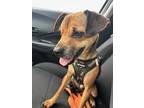 Adopt Princeton a Black - with Brown, Red, Golden, Orange or Chestnut Beagle /