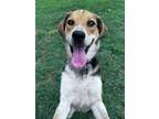 Adopt Rosalie a Australian Cattle Dog / Mixed Breed (Medium) / Mixed dog in