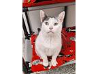 Adopt Sprite a Black & White or Tuxedo Domestic Shorthair / Mixed (short coat)
