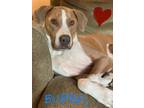 Adopt Bubby a Brown/Chocolate - with White Great Dane / Rhodesian Ridgeback /
