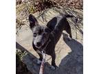 Adopt Wayne a Black - with Gray or Silver Chiweenie / Mixed dog in Hayden
