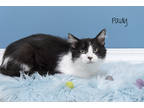 Adopt Pauly a All Black Domestic Shorthair / Mixed Breed (Medium) / Mixed (short
