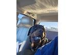 Adopt BRUNO 2 a Black - with Brown, Red, Golden, Orange or Chestnut Rottweiler /