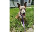 Adopt Belle a Merle Catahoula Leopard Dog / Terrier (Unknown Type