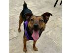 Adopt Annie a Black - with Tan, Yellow or Fawn German Pinscher / Australian