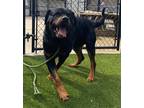 Adopt TREY 2 a Black - with Brown, Red, Golden, Orange or Chestnut Rottweiler /
