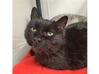 Adopt Boo a All Black Domestic Shorthair / Mixed (short coat) cat in Bay City