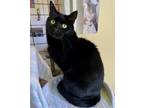 Adopt Harold a All Black Bombay / Mixed (short coat) cat in Flint Hill