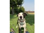 Adopt CHESTNUT a Black - with White Doberman Pinscher / American Staffordshire
