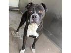 Adopt KOBI a Black - with White Boxer / Pit Bull Terrier / Mixed dog in Seattle