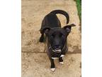 Adopt Bugg a Black - with White Labrador Retriever / Shepherd (Unknown Type) /