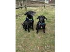 Adopt Audrey & Autumn a Black Cattle Dog / Pug / Mixed dog in Sharon Center