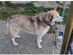 Adopt IVY a Red/Golden/Orange/Chestnut - with White Siberian Husky / Mixed dog