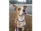 Adopt Reefer- in foster a Boxer / Mixed dog in Danielsville, GA (40562807)