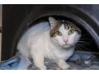 Adopt Stefan a Domestic Shorthair / Mixed (short coat) cat in Crandon
