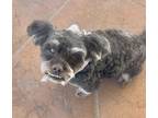 Adopt MARVEL a Black - with Tan, Yellow or Fawn Poodle (Miniature) / Lhasa Apso