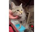 Adopt FENNEC a Gray, Blue or Silver Tabby Tabby (medium coat) cat in Portland