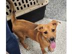 Adopt Daisy a Merle Shepherd (Unknown Type) / Rottweiler / Mixed (short coat)