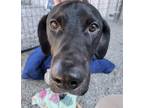 Adopt Max a Black Mixed Breed (Small) / Mixed Breed (Medium) / Mixed (short