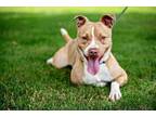 Adopt Buddy a Tan/Yellow/Fawn Terrier (Unknown Type, Medium) / Mixed Breed