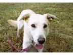 Adopt Snowy a White Flat-Coated Retriever / Great Pyrenees dog in Green Ridge