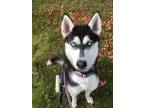 Adopt Quinn a White Husky / Mixed Breed (Medium) / Mixed (short coat) dog in