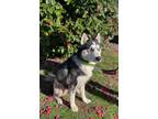 Adopt Alaska a Black Alaskan Klee Kai / Mixed Breed (Medium) / Mixed (short