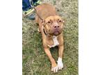 Adopt Bertha a Brindle American Pit Bull Terrier / Mixed Breed (Medium) / Mixed