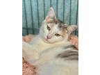 Adopt Elm a Gray or Blue Domestic Shorthair / Mixed Breed (Medium) / Mixed