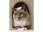 Adopt Rina a Siamese (long coat) cat in Richardson, TX (41009966)