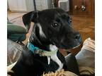 Adopt Livia a Black - with White Labrador Retriever / Boxer / Mixed dog in