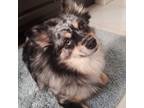 Adopt Roxy a White Pomeranian / Mixed Breed (Medium) / Mixed (short coat) dog in