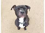 Adopt BENJI a Black - with White Pit Bull Terrier / Boxer / Mixed dog in