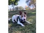 Adopt Floyd a Brown/Chocolate American Pit Bull Terrier dog in Los Alamos
