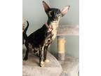 Adopt Red a Tortoiseshell Oriental (short coat) cat in Palmdale, CA (41018841)