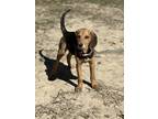 Adopt Ryan a Black - with Tan, Yellow or Fawn Beagle / Treeing Walker Coonhound