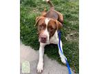 Adopt Jax a Brown/Chocolate Mixed Breed (Medium) / Mixed Breed (Medium) / Mixed